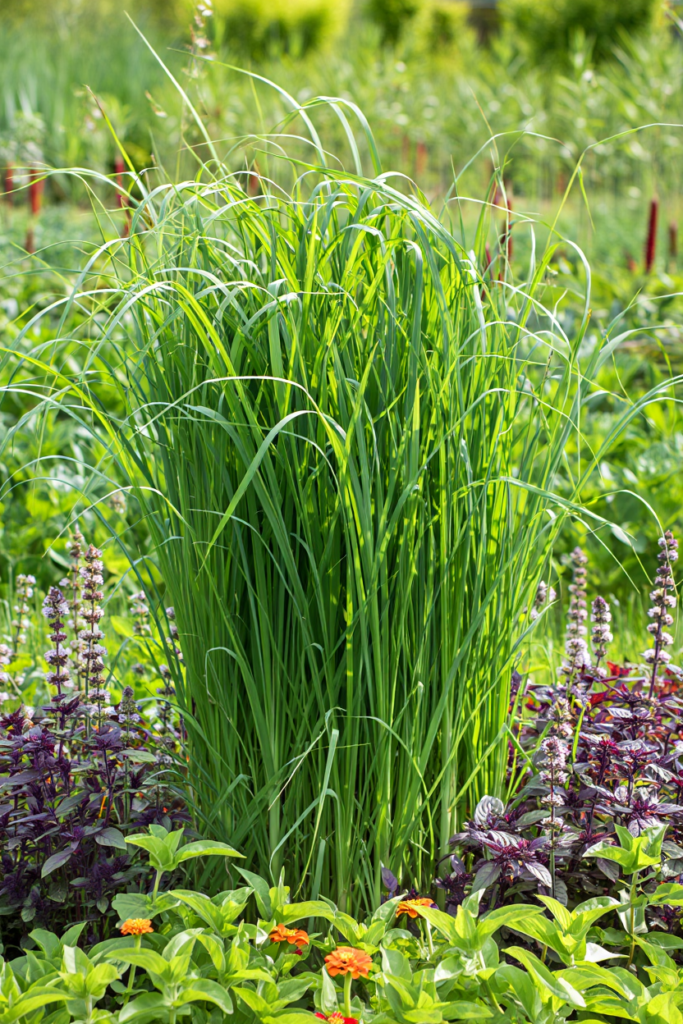 12 Pretty, Low-Maintenance Plants That Help Stop Wasps From Circling Your Home 11