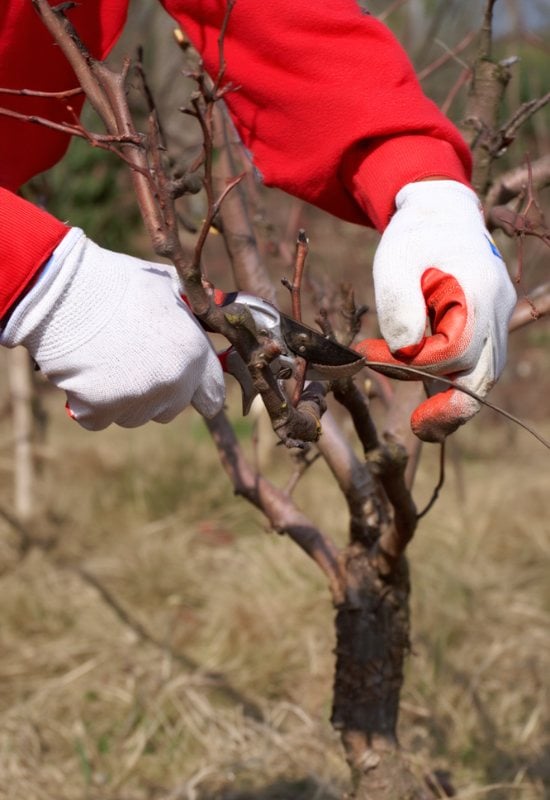 Look Back at Your Work and How You Have Pruned Your Apple Tree