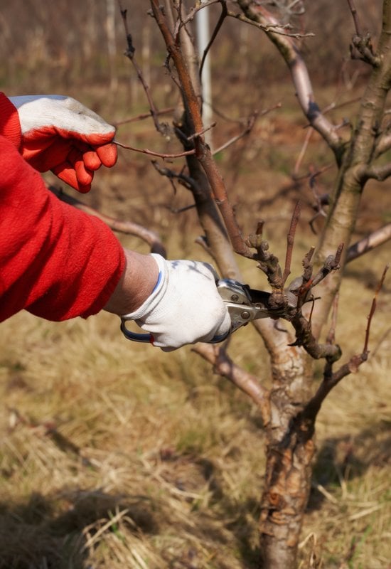Open Up the Canopy of Your Apple Tree