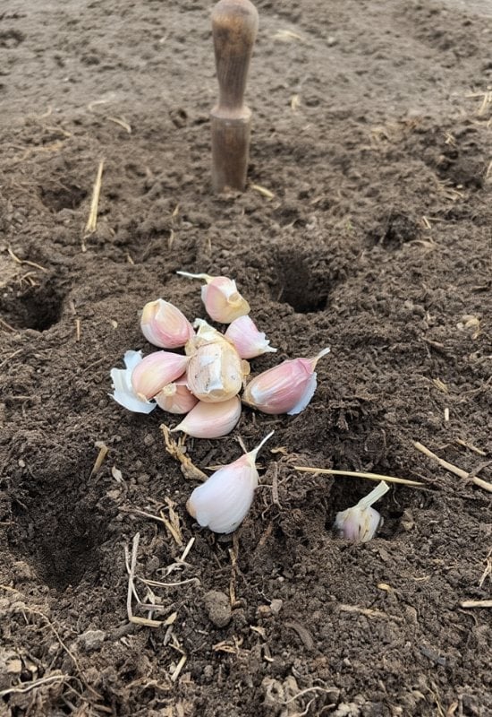 Plant Your Garlic Before Christmas
