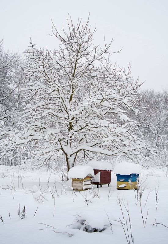 Protect Wildlife over Winter, and Your Spring Garden Will Be Alive and Happy