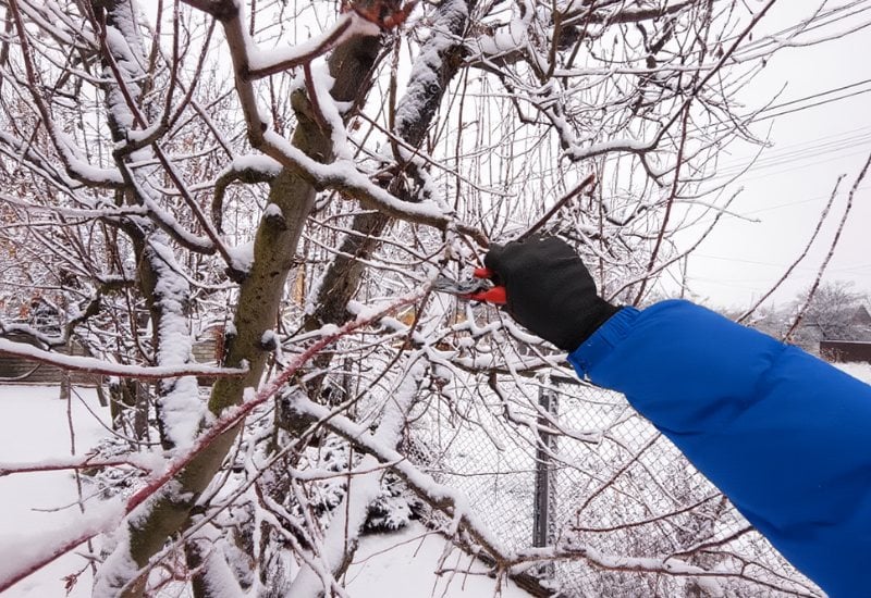 Pruning Apple Trees in Winter &ndash; How & Why to Prune Your Trees When It&rsquo;s Cold!