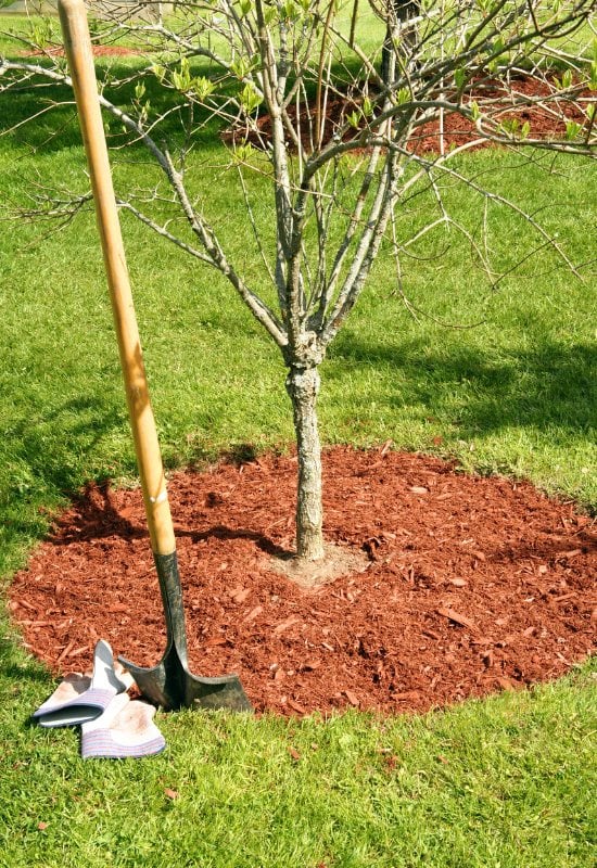 Remove All the Cut Wood and Branches from Your Apple Tree and Mulch