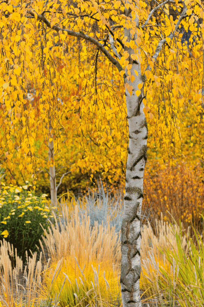 10 Ornamental Trees That Offer Bright Yellow Fall Foliage if You Want Something Different Than the Usual Reds 2
