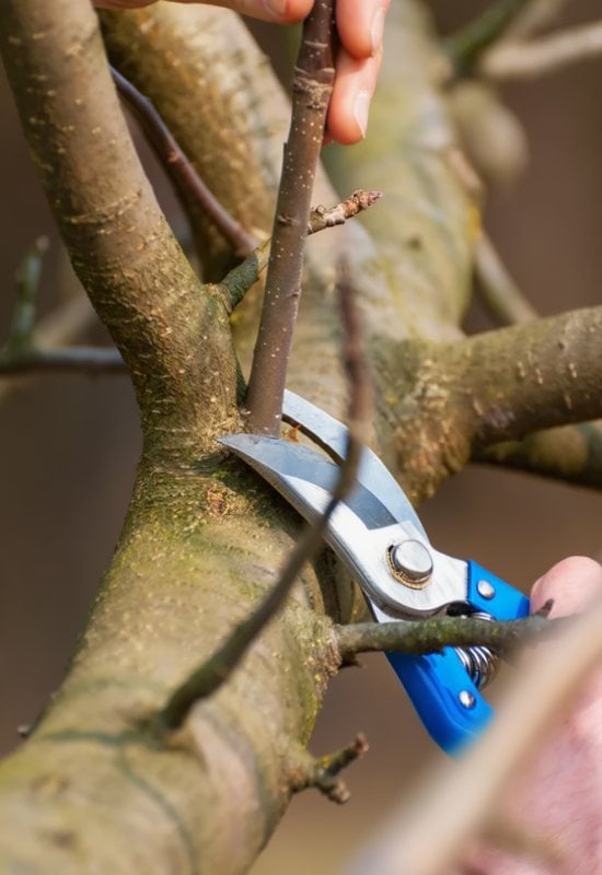 How to Cut an Apple Tree Branch