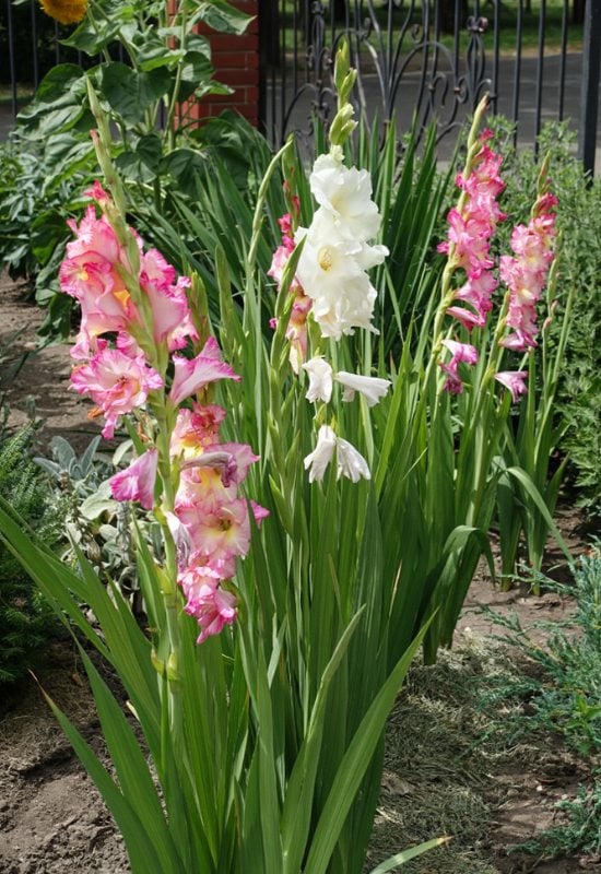 Sword Lily (Gladiolus spp.)