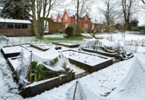 Tips for Winter Gardening (1)