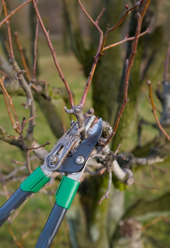 What You Need to Prune Apple Trees in Winter