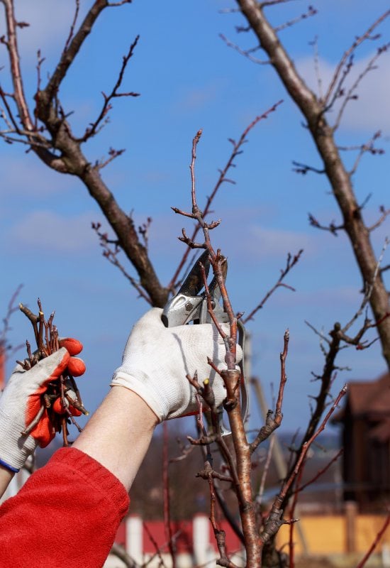 Winter: The Best Time to Prune Your Apple Tree!