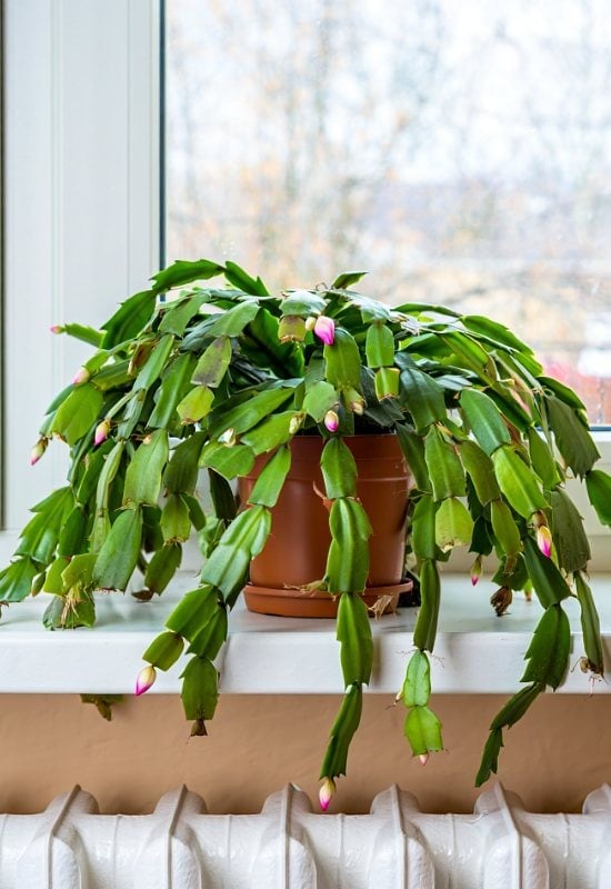 Your Christmas Cactus Is Not Flowering Because It’s Too Hot (Or Too Cold) – You May Still Be In Time To Get It To Bloom!