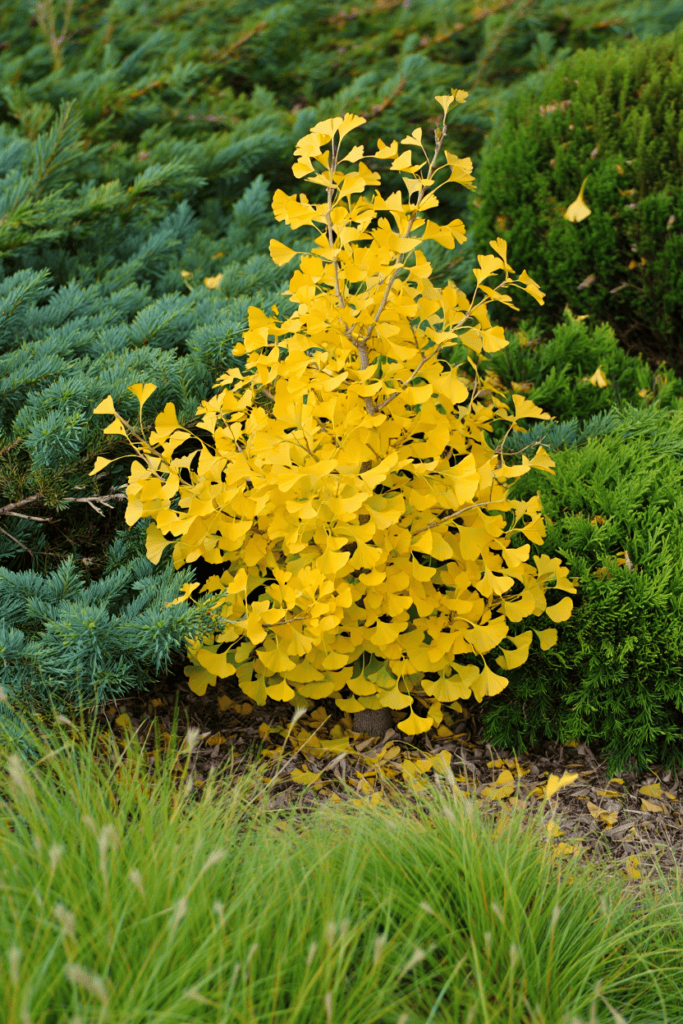 10 Ornamental Trees That Offer Bright Yellow Fall Foliage if You Want Something Different Than the Usual Reds 1