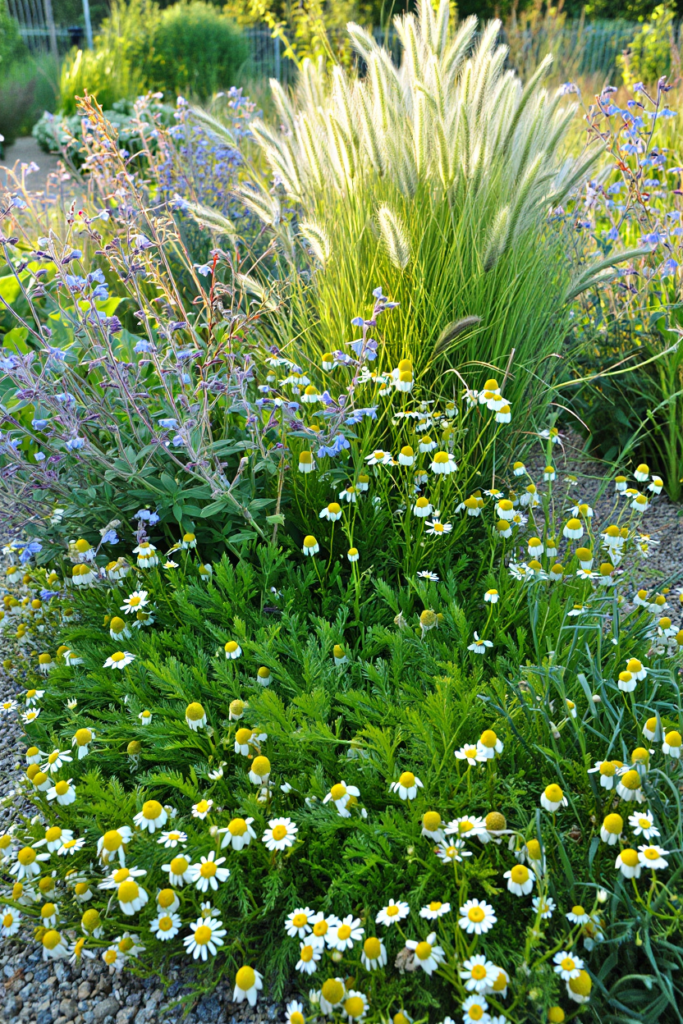 12 Pretty, Low-Maintenance Plants That Help Stop Wasps From Circling Your Home 9