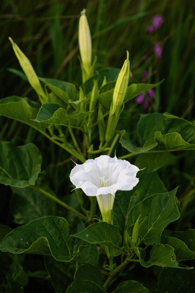 10 Poisonous Weeds That Can Hurt You Worse Than Poison Ivy — What They Look Like and How to Remove Them Safely 4