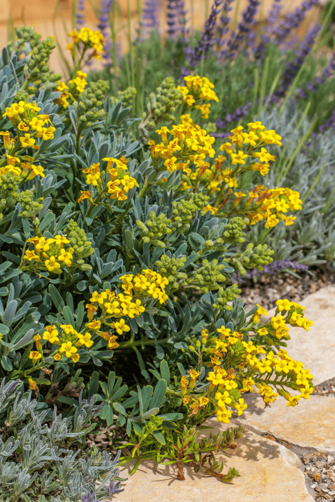 12 Pretty, Low-Maintenance Plants That Help Stop Wasps From Circling Your Home 5