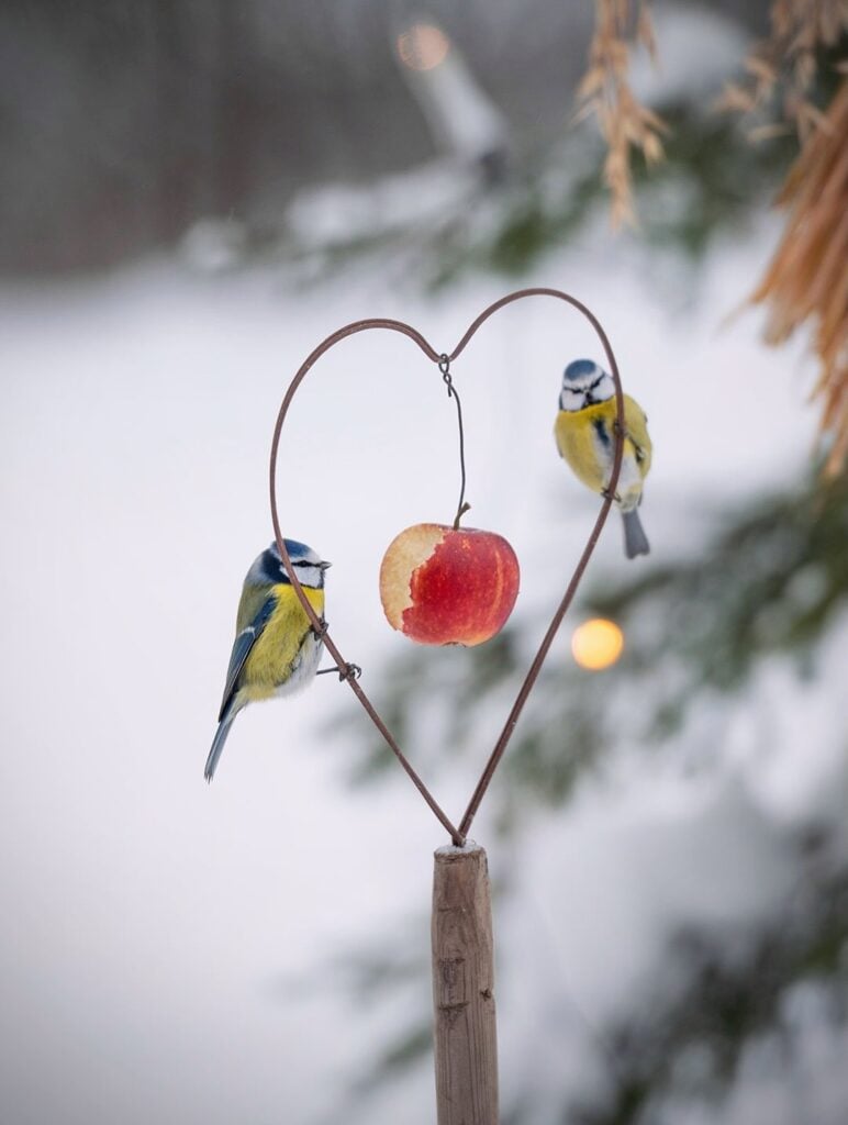 Wildlife experts say you should scatter tennis balls in your garden this winter – and no, it’s not nearly as crazy as it sounds 1