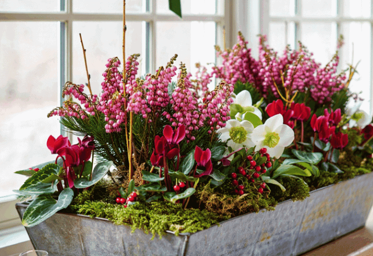 poinsettia alternatives