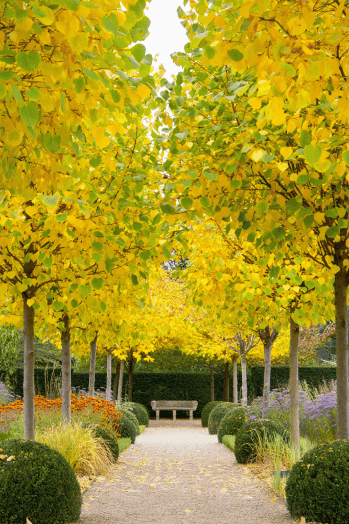 10 Ornamental Trees That Offer Bright Yellow Fall Foliage if You Want Something Different Than the Usual Reds 4