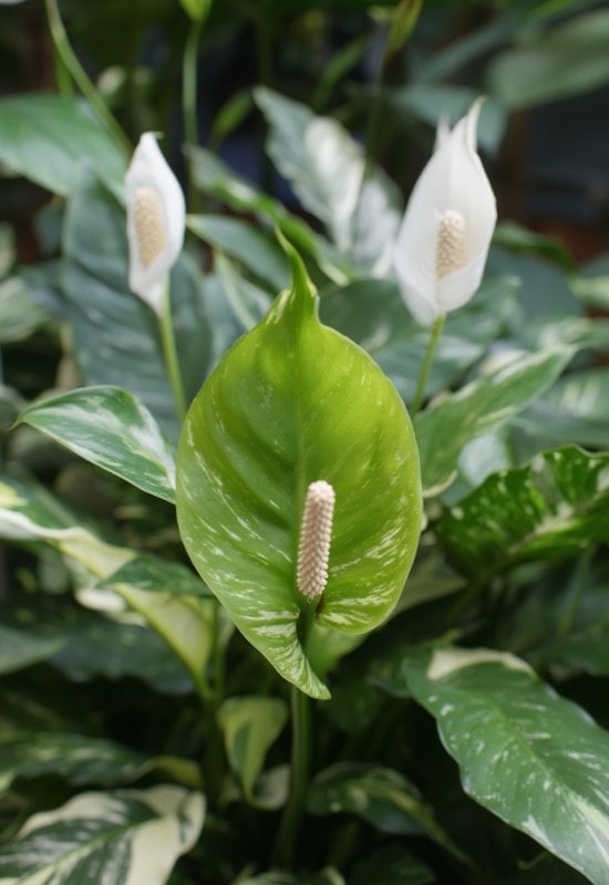 ‘Clevelandii’ Peace Lily (Spathiphyllum x ‘Clevelandii’)