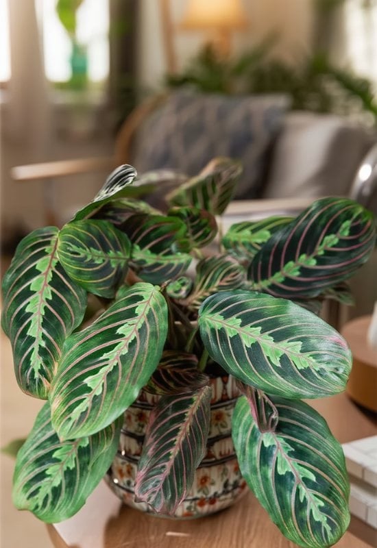  ‘Erythroneura’ Prayer Plant (Maranta leuconeura ‘Erythroneura’)
