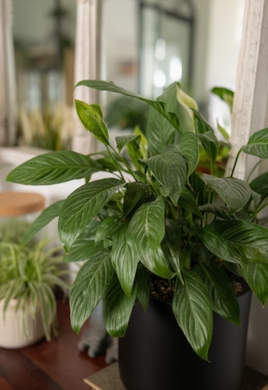 ‘Power Petite’ Peace Lily (Spathiphyllum wallisii ‘Power Petite’)