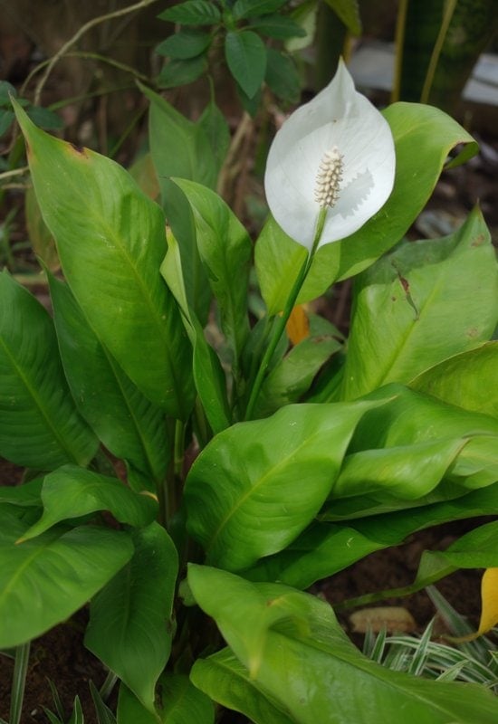 ‘Sonia’ Peace Lily (Spathiphyllum wallisii ‘Sonia’)