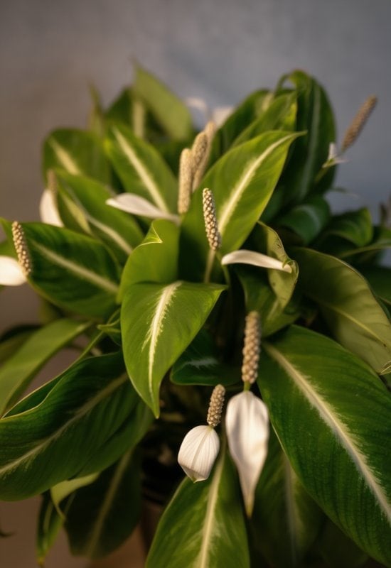‘White Stripe’ Peace Lily (Spathiphyllum wallisii ‘White Stripe’)
