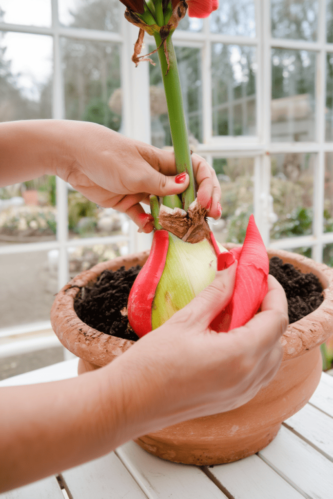 How I Take Care of My Amaryllis After It’s Done Blooming So It Flowers Again 14
