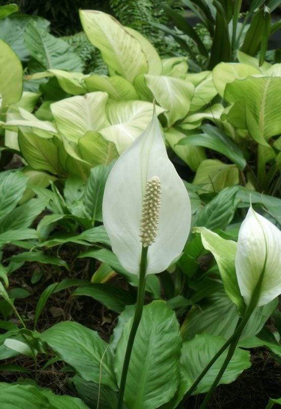 Allison’ Peace Lily (Spathiphyllum wallisii ‘Alison’)