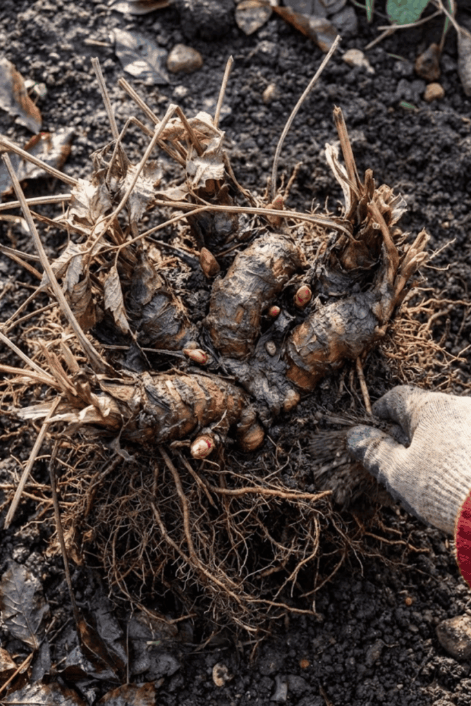 11 Easy Perennials You Should Propagate This January so You Have an Endless Supply of Free Plants Ready to Thrive by Spring 4