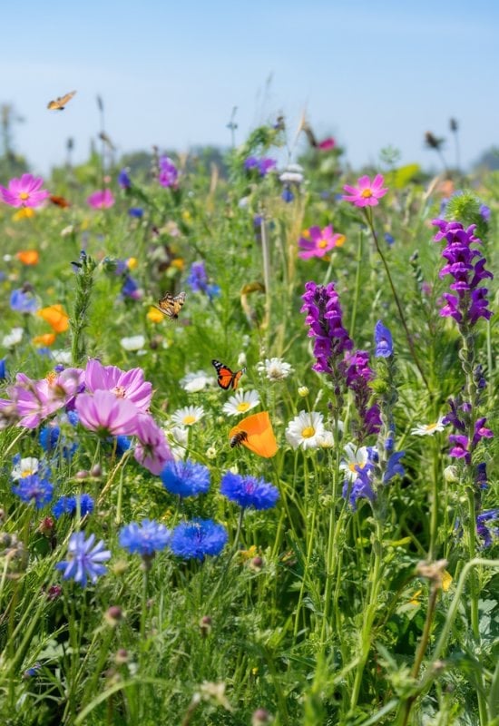 Grow Winter Flowering Plants to Feed Early Pollinators and Beneficial Insects