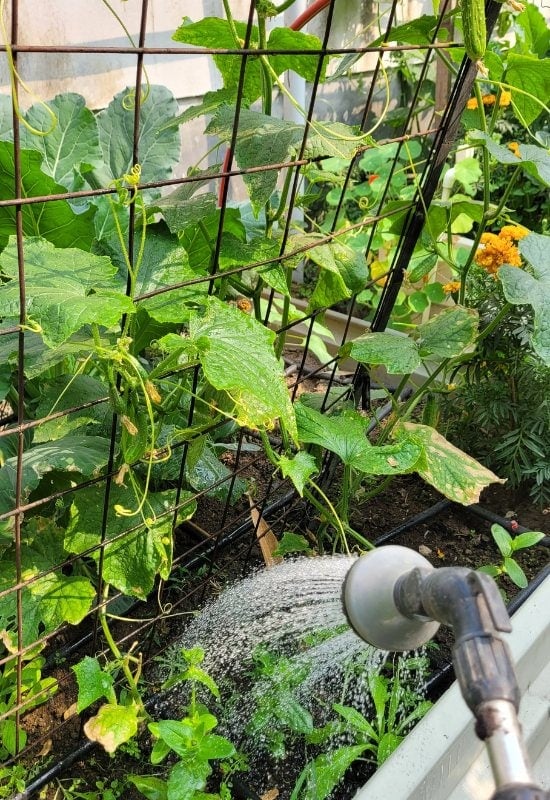 Growing Cucumber Secret 5 – They Are VERY Thirsty Plants!