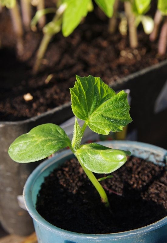 7 Simple Secrets to Grow Your Best Crop of Cucumbers Ever This Year! 1