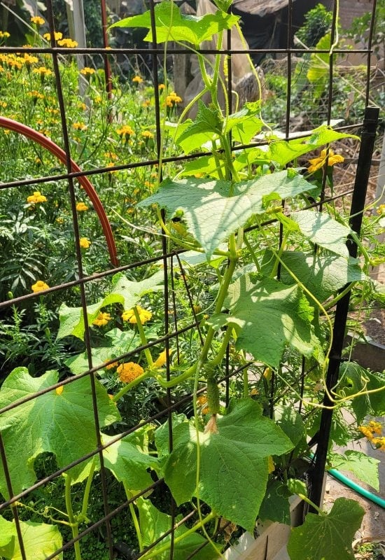 7 Simple Secrets to Grow Your Best Crop of Cucumbers Ever This Year! 2