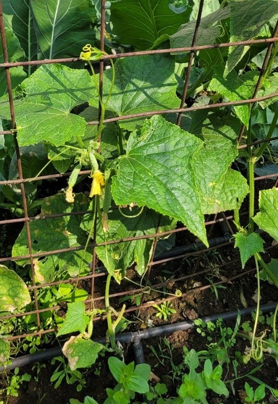 Growing Cucumbers Secret 3 – Give Them the Right Soil and They Will Grow Fast and Strong!
