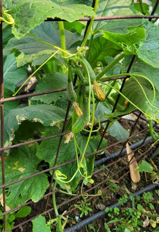 Growing Cucumbers Secret 4 – Feed Them Well and They Will Feed You (and Your Family) a Lot!