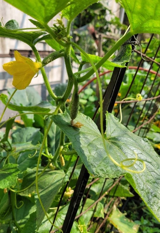 Growing Cucumbers Secret 6 – Support and Train Your Plants Early and Well