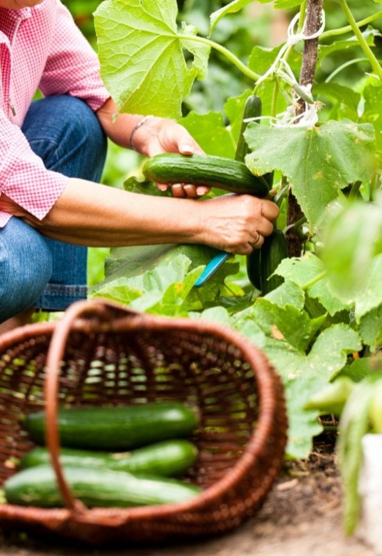 Growing Cucumbers Secret 7 – Keep Harvesting!