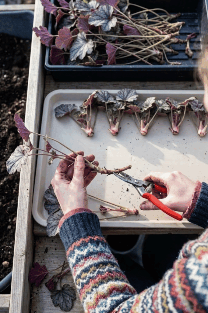 11 Easy Perennials You Should Propagate This January so You Have an Endless Supply of Free Plants Ready to Thrive by Spring 1