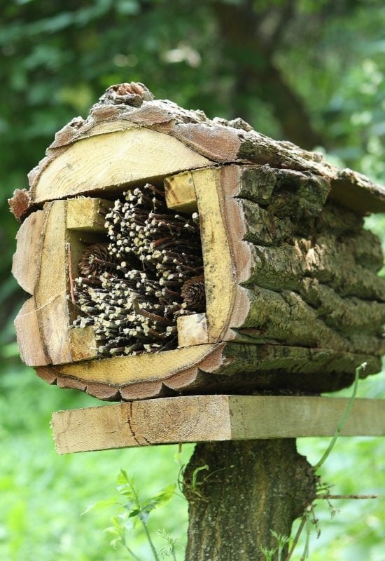 Leave Any Plants That Have Pithy or Woody Stems – They Are Hiding Places for Beneficial Insects and Pollinators