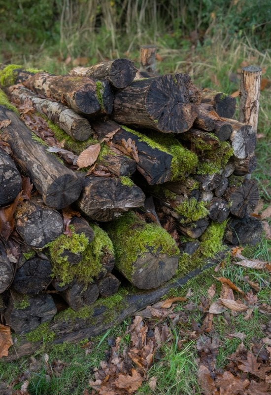 Leave Logs Around Your Garden in Winter,Beetles and Other Beneficial Insects Will Call It Home!