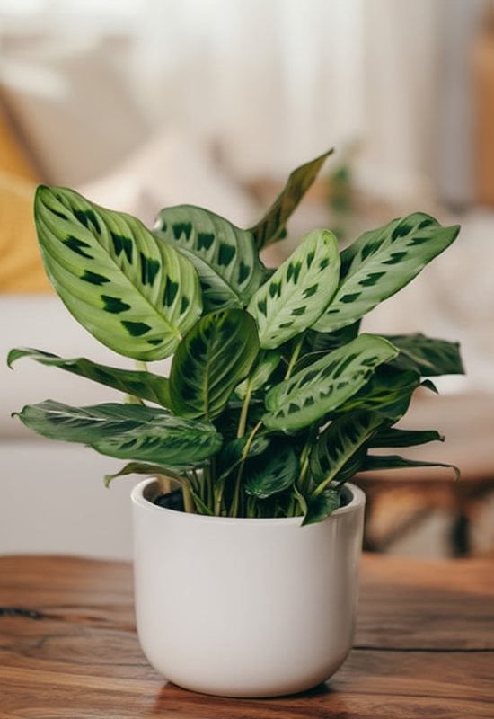 Maranta Cristata (Maranta cristata)