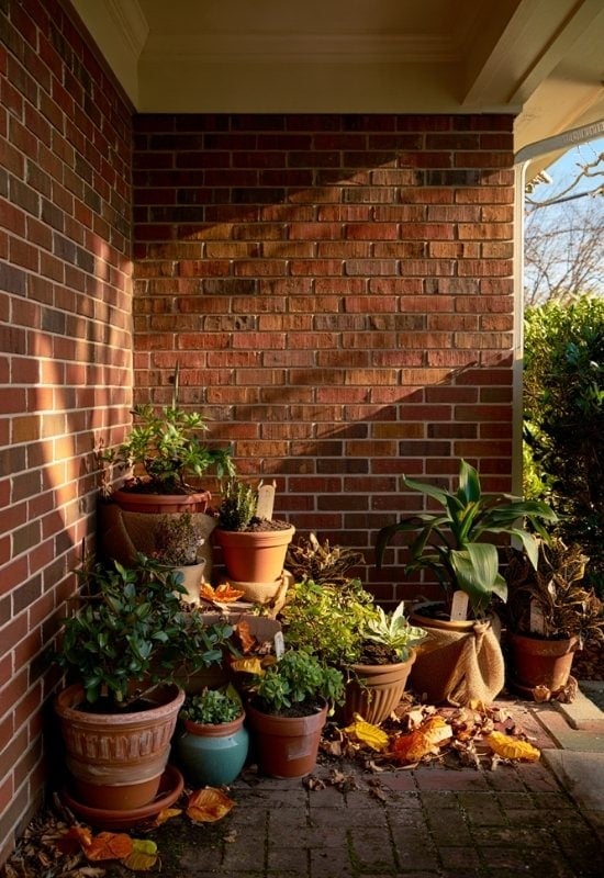 Move Your Potted Plants to a More Sheltered Position for Winter