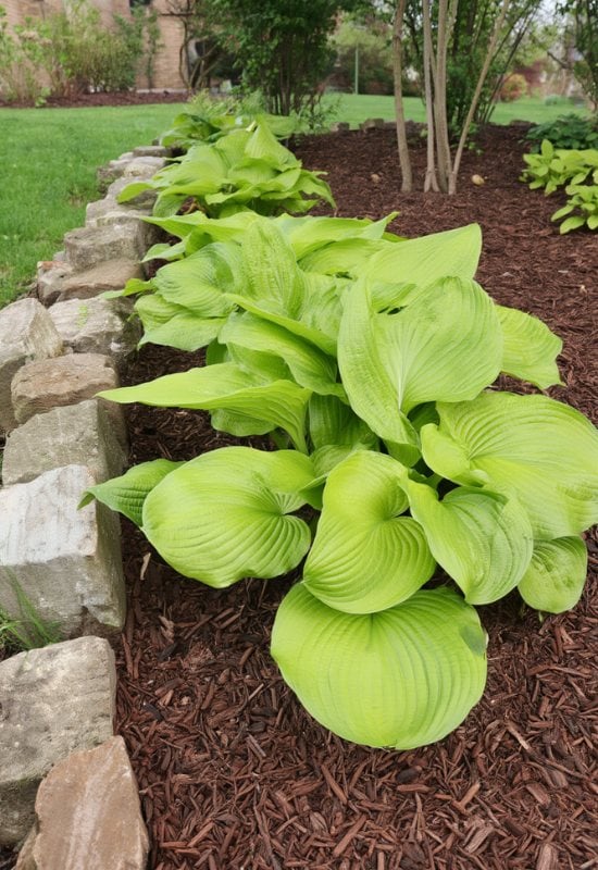 Mulch Will Protect Pollinators and Beneficial Insects from the Cold of Winter
