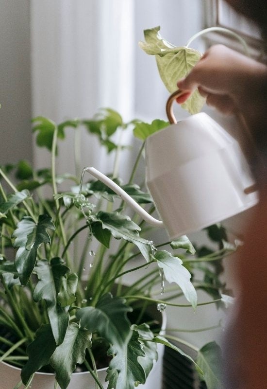 Only Water Your Potted Plants in the Morning During Winter