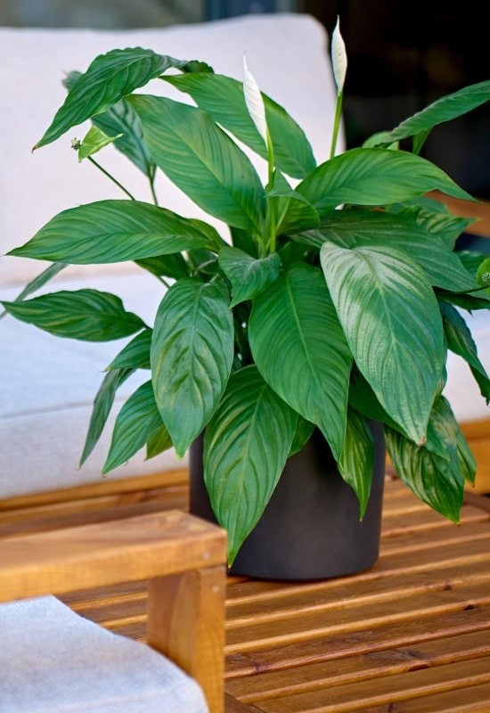 Peace Lilies Are Great to Purify the Air