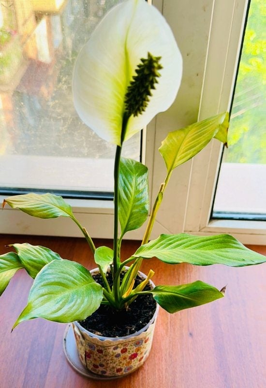 Peace Lily Fertilization