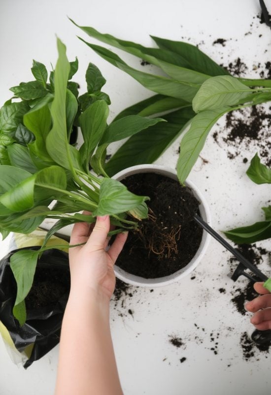 Peace Lily Soil Requirements