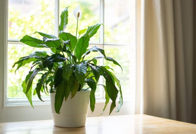 Peace Lily Varieties