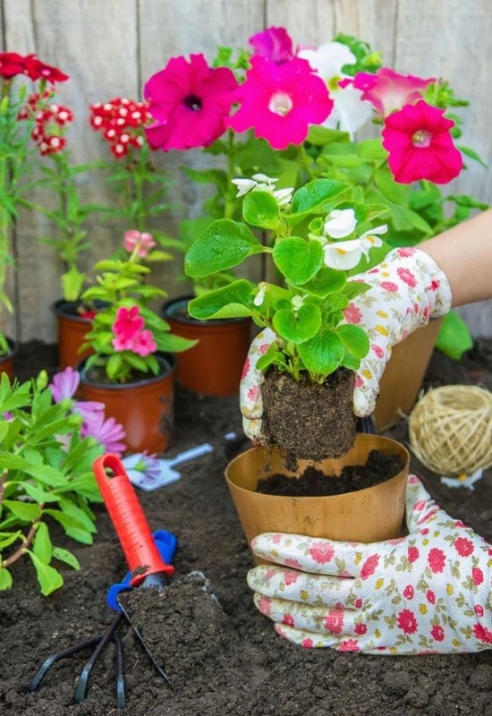 Plant Your Containers Plants in the Soil – Pot and All!