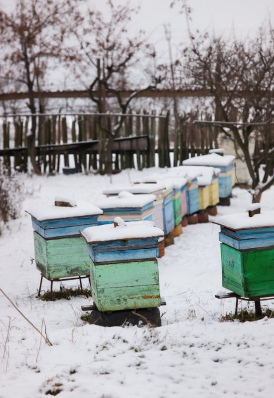 Protect Your Bee Hives from the Cold of Winter